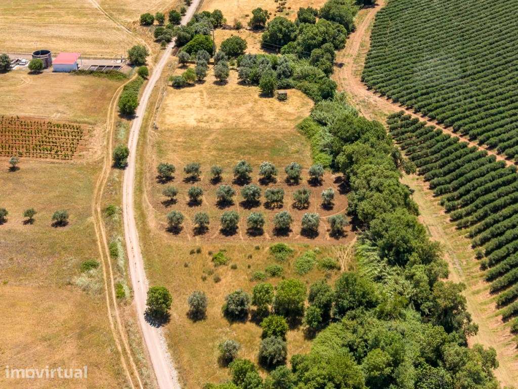Terreno com 1,15 ha em Montoito (Redondo) | Oportunidade Agrícola e... - Grande imagem: 3/6