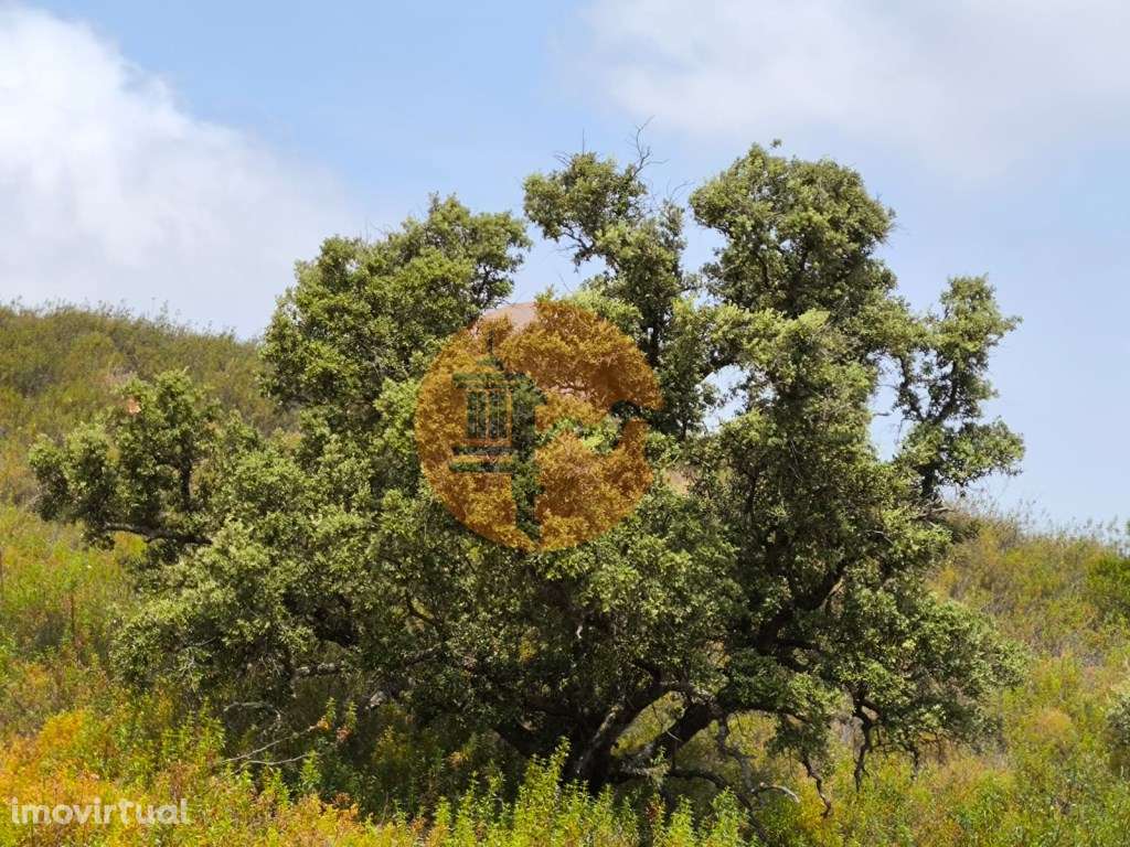 TERRENO COM 41.760 M2 - COM POSSIBILIDADE DE CONSTRUIR APOIO AGRICO... - Grande imagem: 3/21