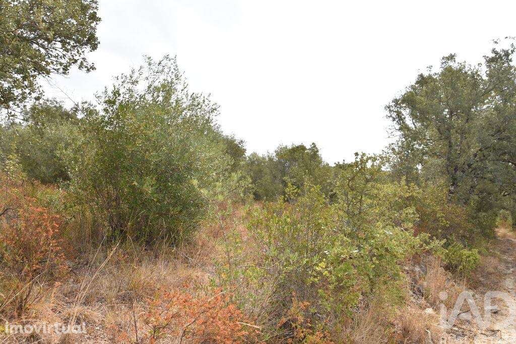 Terreno em Areias e Pias de 5640,00 m2 - Grande imagem: 4/30