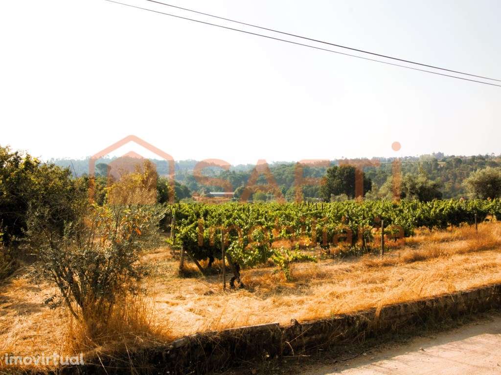 Terreno com cerca 3500m2 de vinha em Produção e Oliveiras, em Vilar... - Grande imagem: 5/15