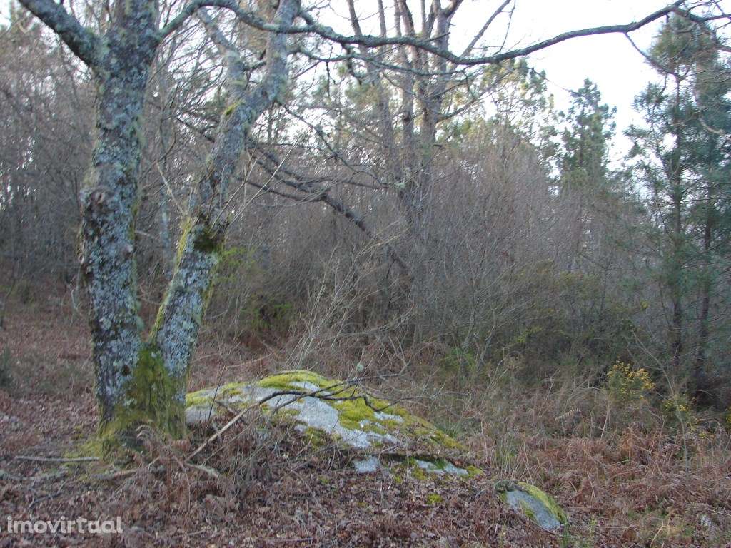 Monte em Paredes de Coura - Grande imagem: 5/6