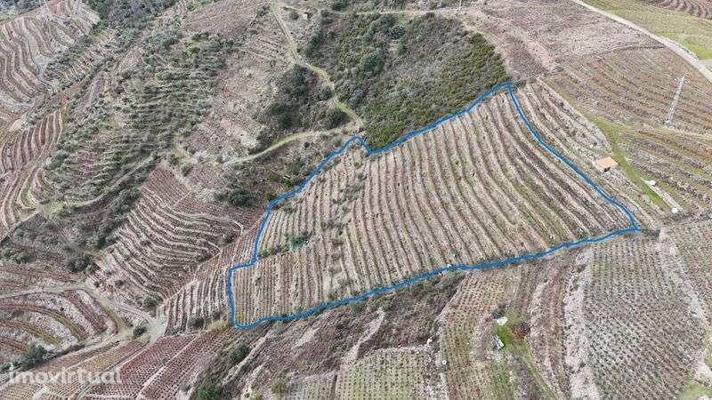 Vende-se terreno agrícola com vinha e Oliveiras - Grande imagem: 2/5