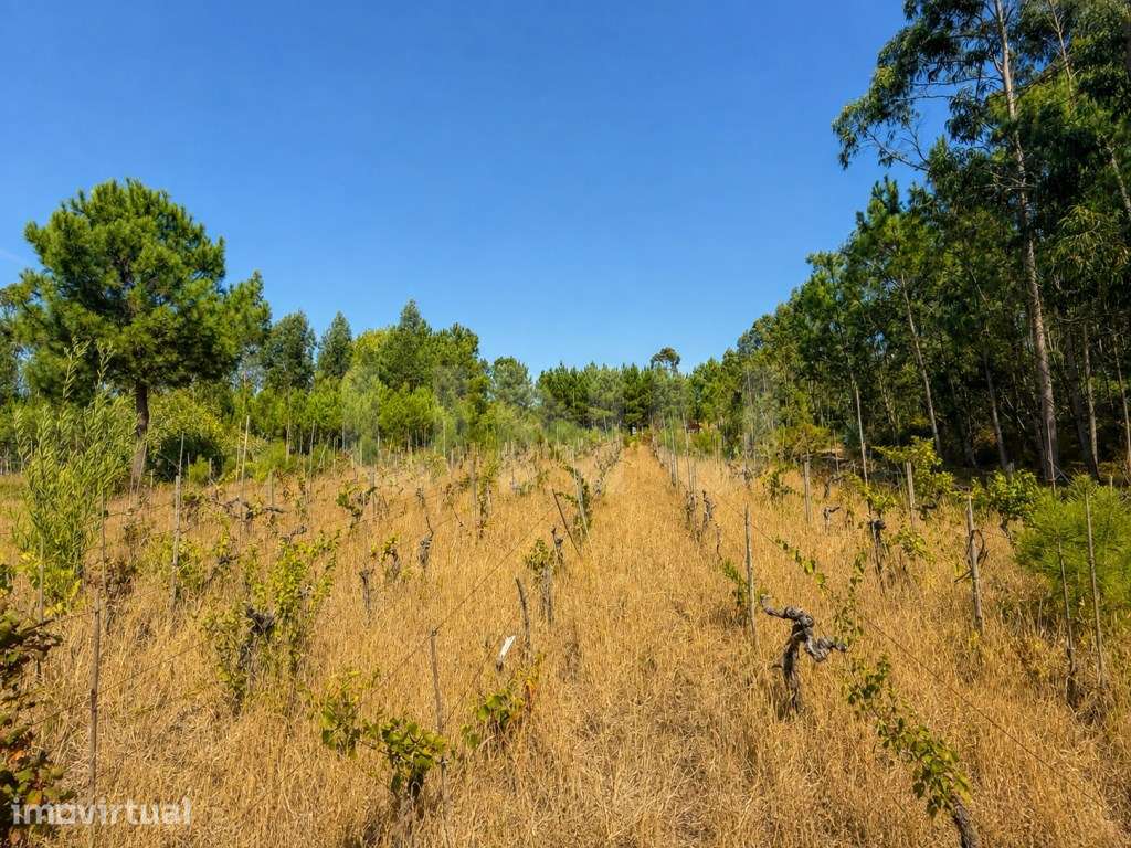 Terreno Rústico com 3.500 m2 - Rua do Cabeço | Bustos, Oliveira do ... - Grande imagem: 5/8
