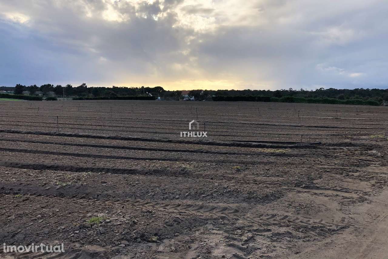 Terreno Rustico - Brescos - Lagoa de Santo André - Lagoa de Melides - Grande imagem: 3/20