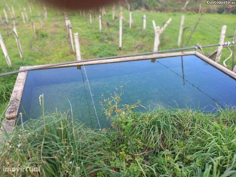 Terreno Agrícola com vinha - Grande imagem: 2/4