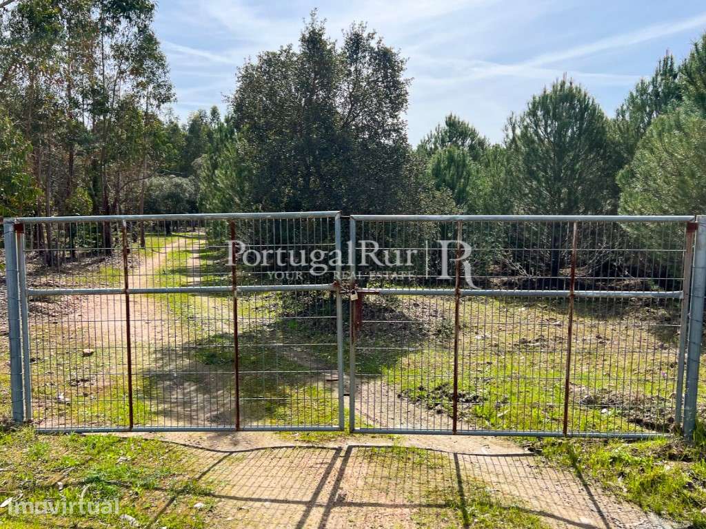Herdade Florestal com 66ha confinante com o Rio Tejo - Grande imagem: 3/34