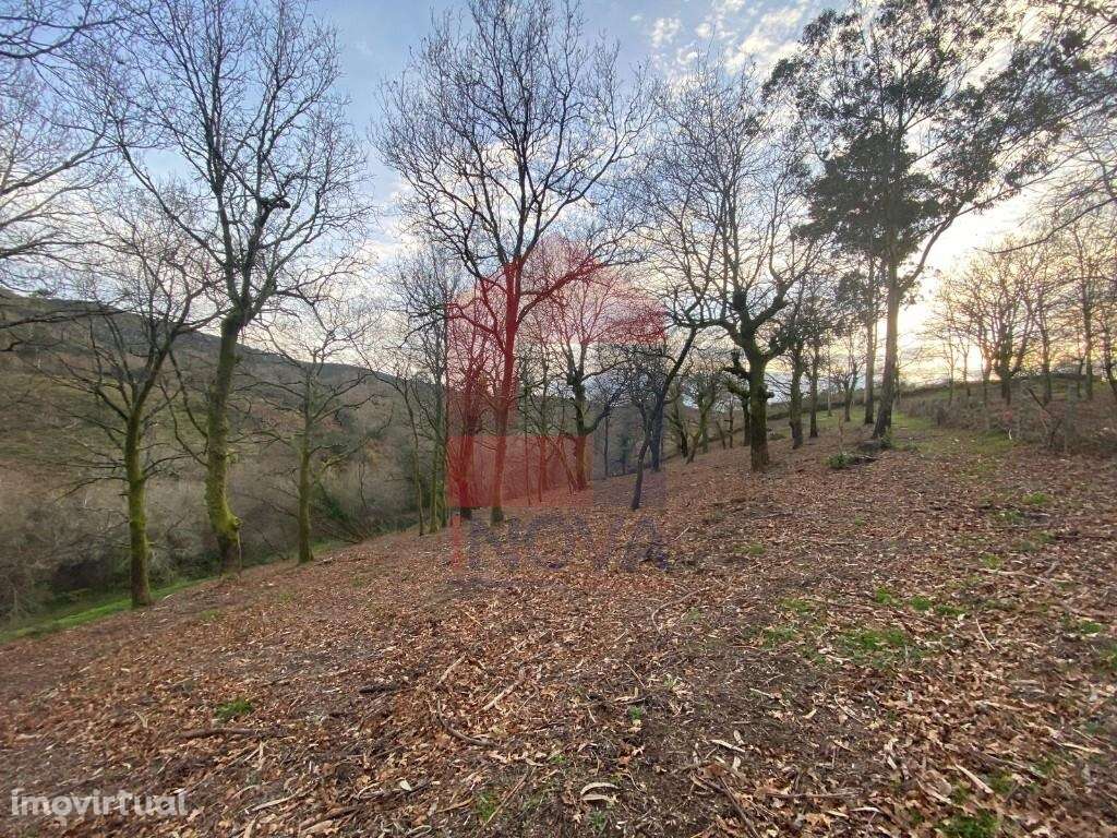 Terreno florestal, Azias - Grande imagem: 2/29