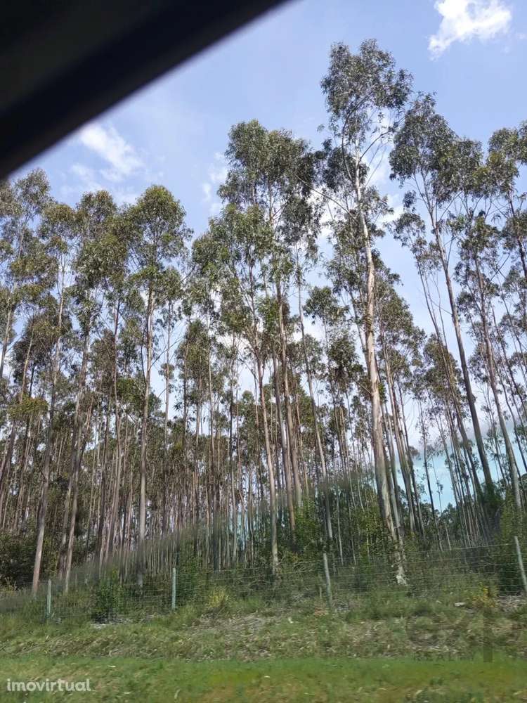 Terreno com 16 Hectares em Nelas - Grande imagem: 5/11