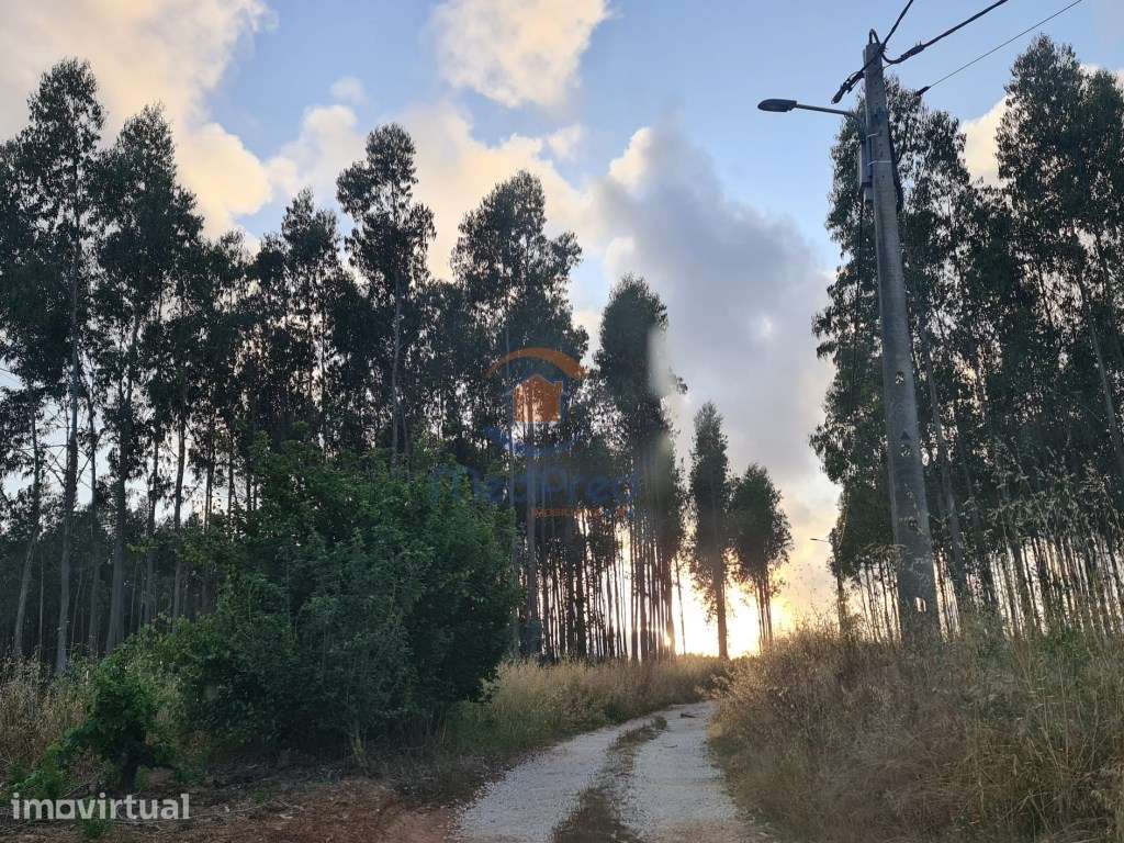 Terreno industrial 2,9 hectares | Campelos, Torres Vedras - Grande imagem: 3/4