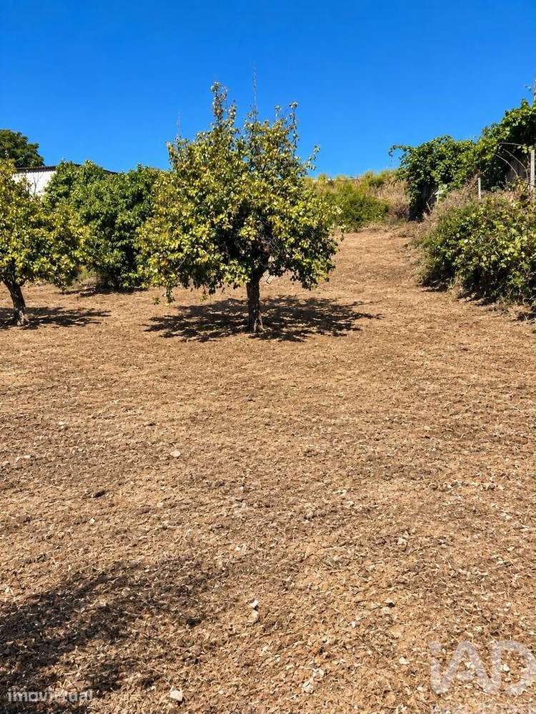 Terreno para construção em Ninho do Açor e Sobral do Campo - Grande imagem: 4/4