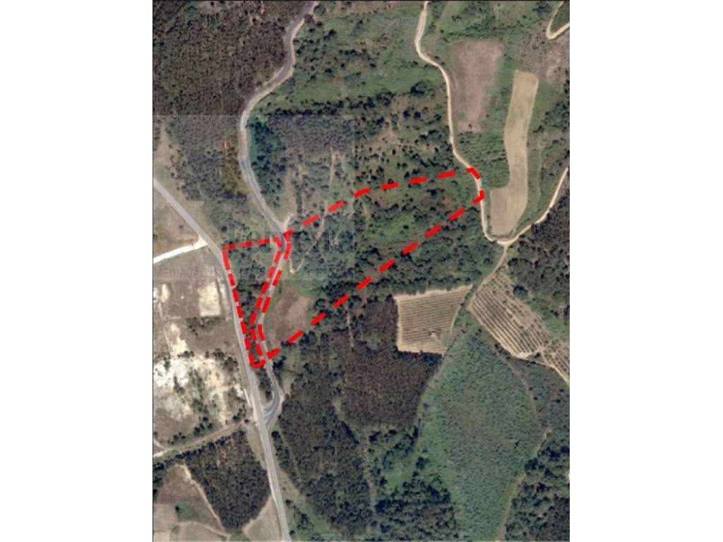 Bosque Natural com Árvores Nativas !! - Grande imagem: 3/7