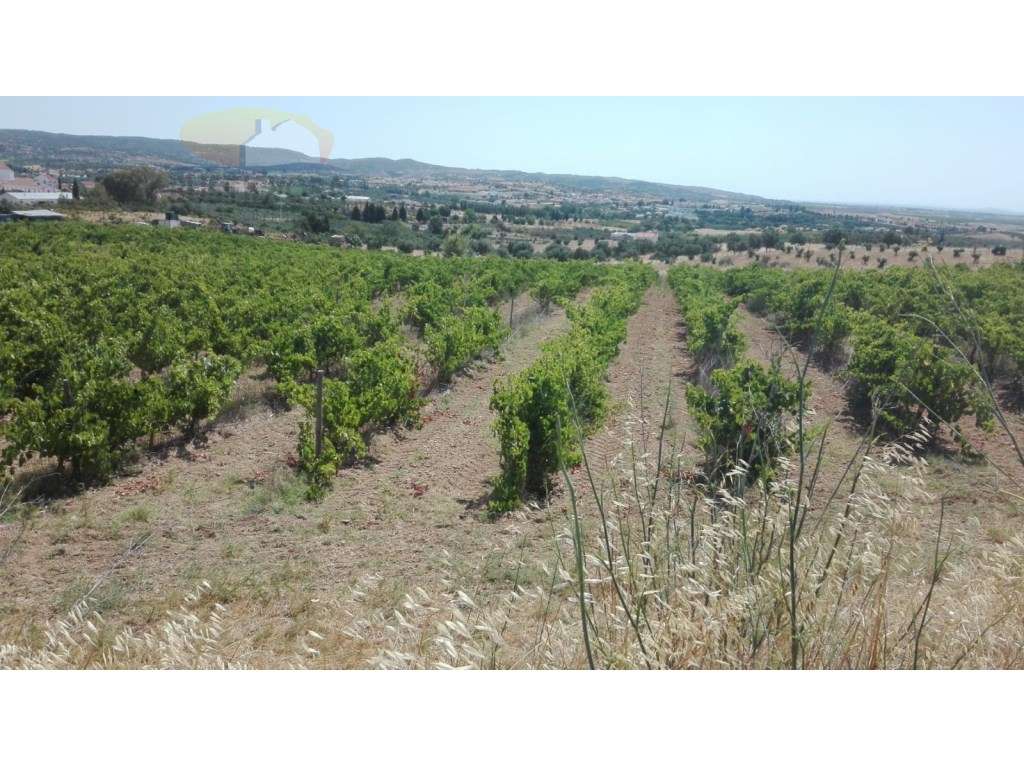 Terreno | com vinhas de sequeiro em plena produção | Bom acesso - Grande imagem: 2/11