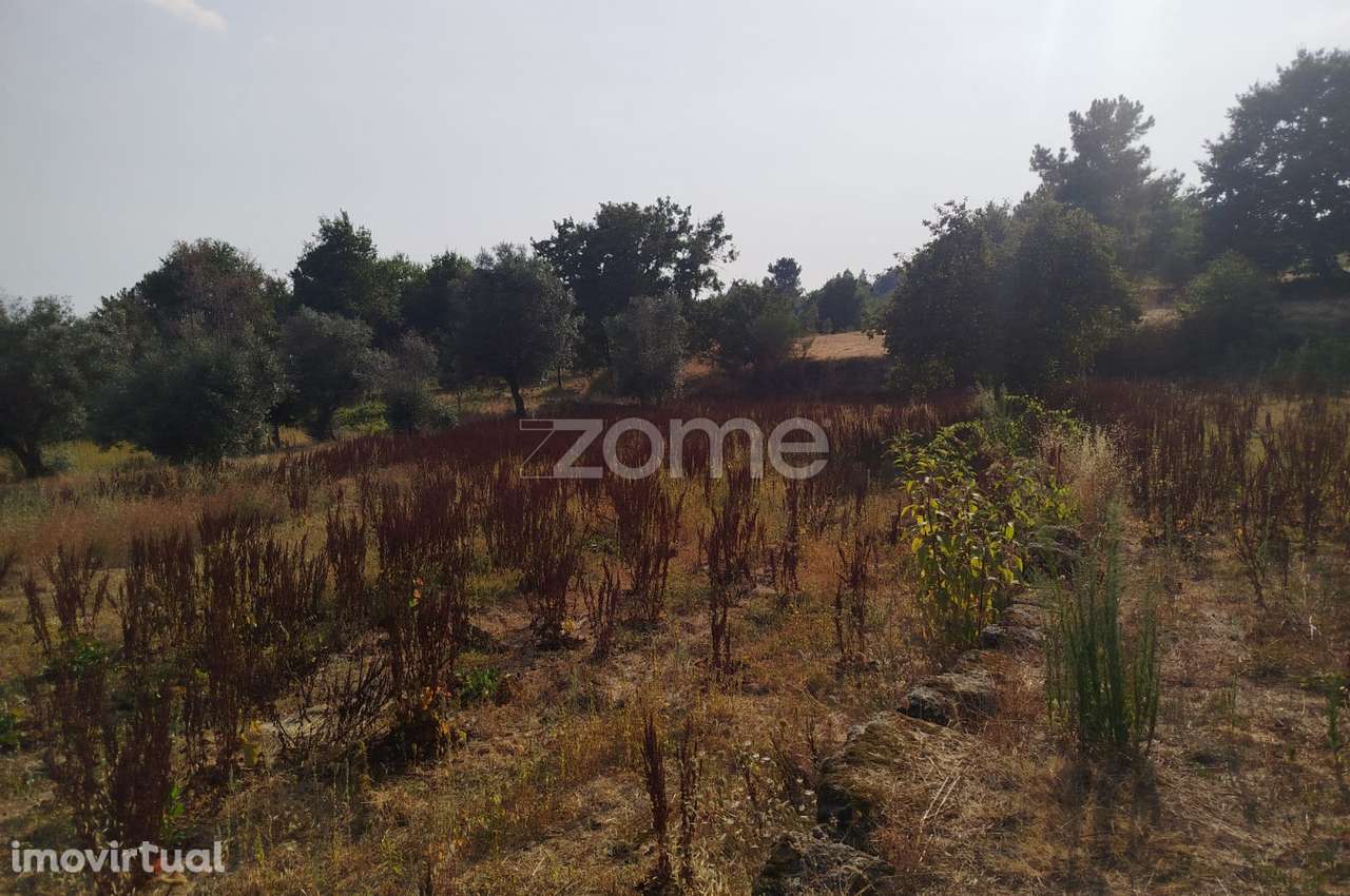 Terreno, 4 699 m², Santiago de Cassurrães e Póvoa de Cervães - Grande imagem: 5/19