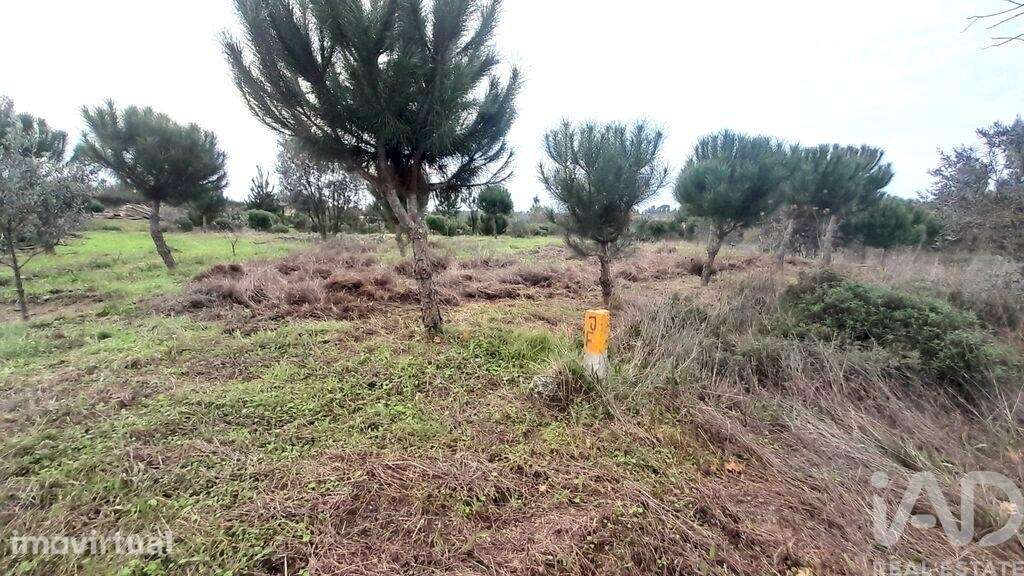 Terreno em Seixo da Beira de 16000,00 m2 - Grande imagem: 3/30