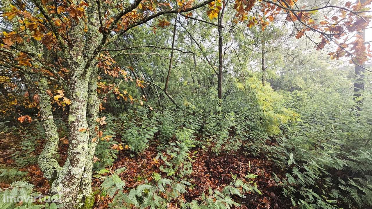 Terreno Para Construção  Venda em Bodiosa,Viseu - Grande imagem: 3/4