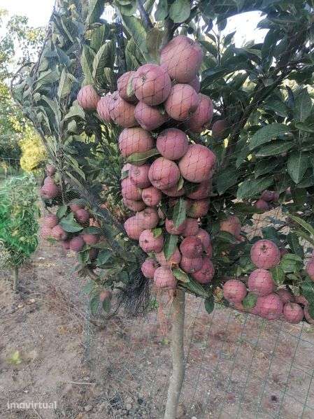 Vendo pomar em Penafiel - Grande imagem: 4/7