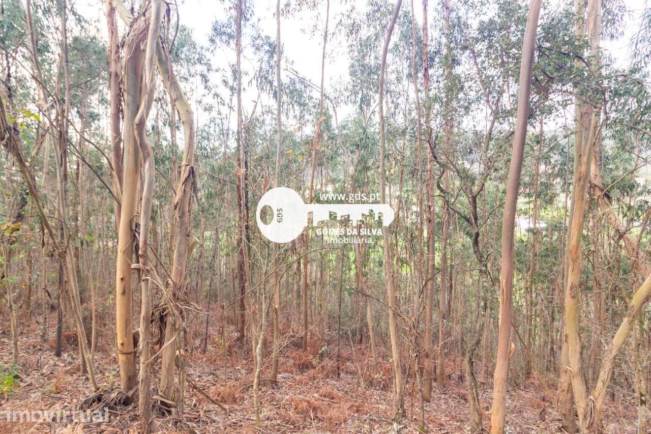 Terreno Rústico à Venda – 6.600m² | Naia, Morreira, Braga - Grande imagem: 4/12