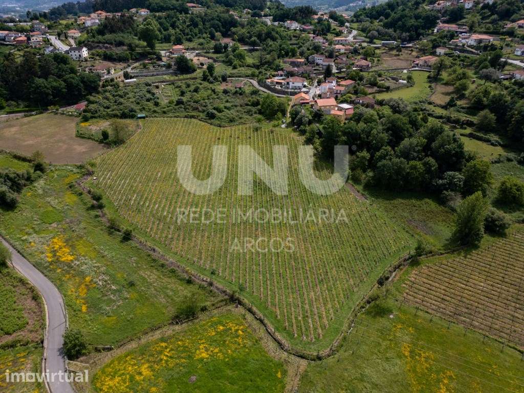 Quinta Vinícola - Grande imagem: 5/5