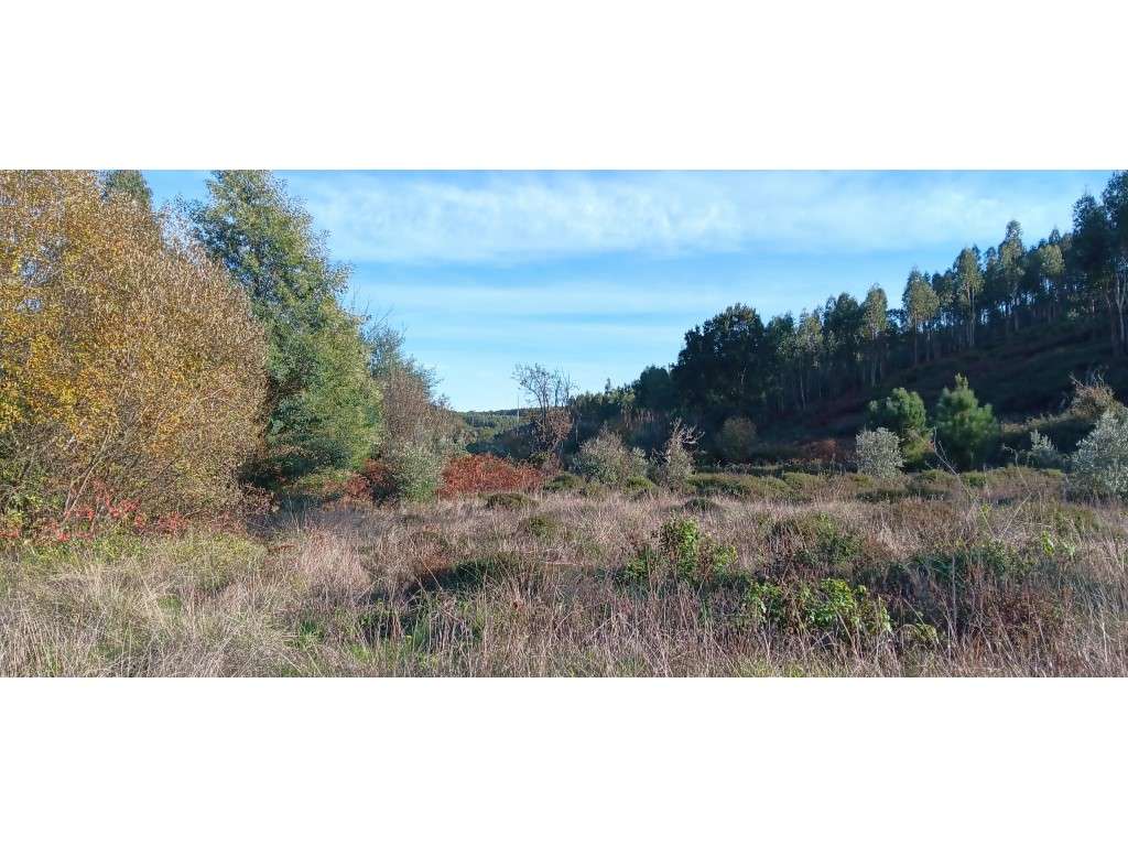 TERRENO RÚSTICO PARA ARRENDAMENTO | 24.680 m² | JUNTO À RIBEIRA - Grande imagem: 5/16