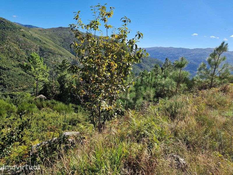 Terreno / coutada na Zona do Gerês / Rio Caldo - Grande imagem: 5/7