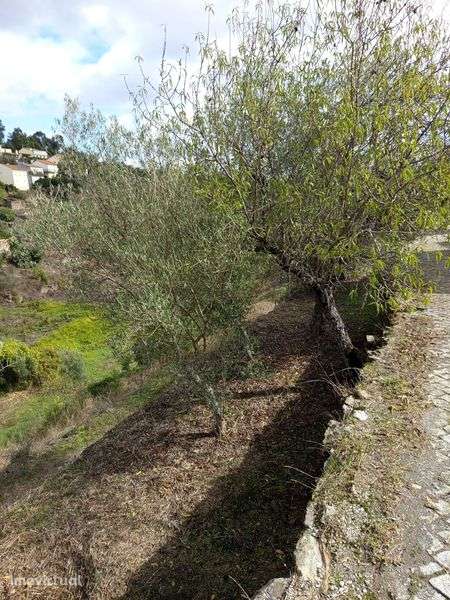 Casa em mós Moncorvo - Grande imagem: 4/8