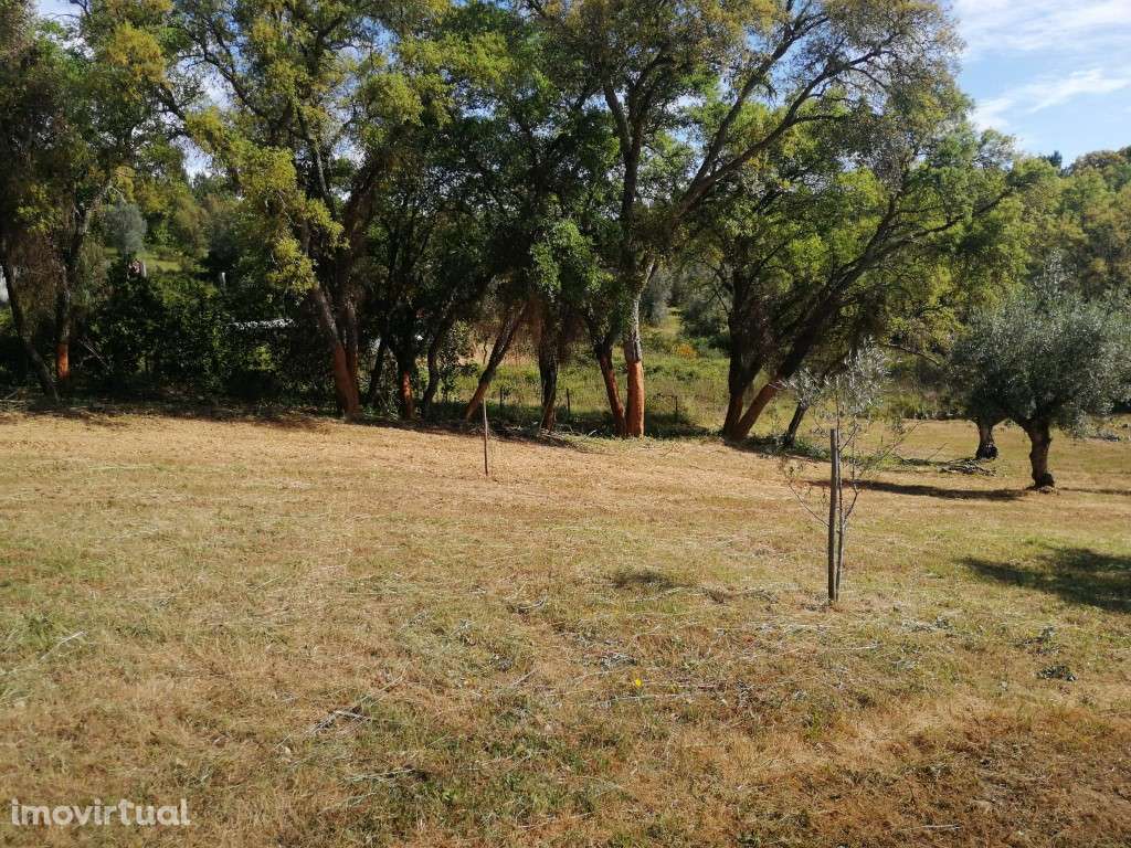 Terreno da Figueira Regal , Sardoal - Grande imagem: 3/10