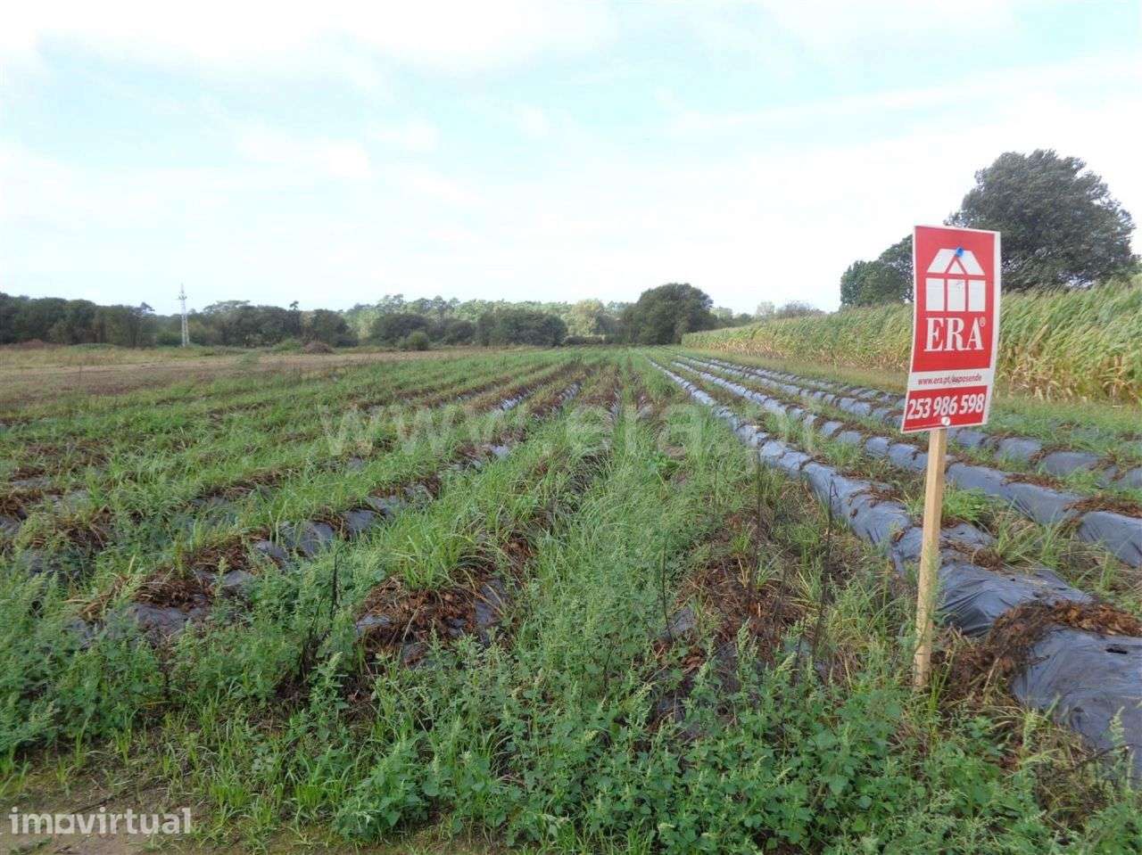 Terreno agrícola em Belinho, Esposende - Grande imagem: 3/5