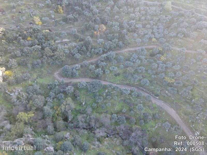 Terra com oliveiras - Grande imagem: 2/3