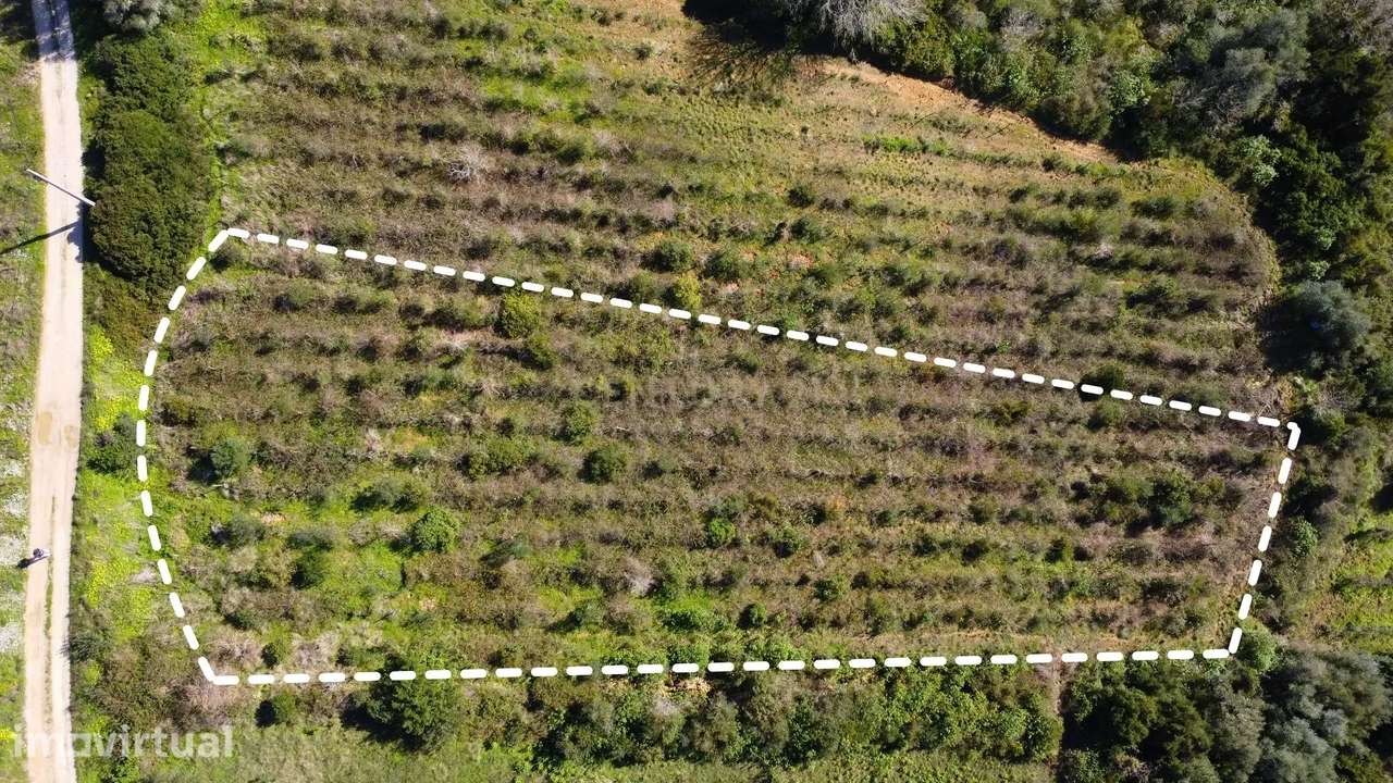 Terreno Agrícola com Vinha 4562 m² – Chanca, Sobral da Abelheira - Grande imagem: 3/12