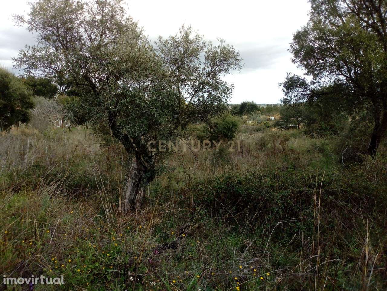 Terrenos rústicos, Salgueiro do Campo - Grande imagem: 2/6