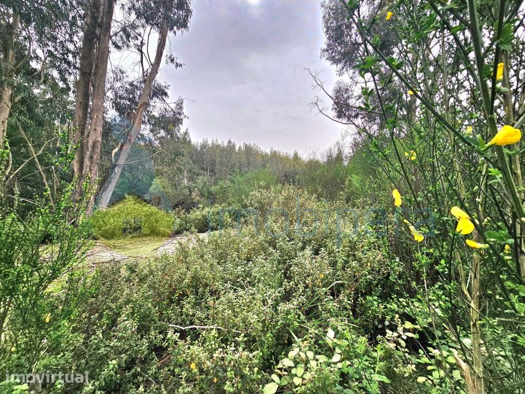 Um excelente terreno, ideal para cultivo, com 3 hectares e com uma ... - Grande imagem: 5/14