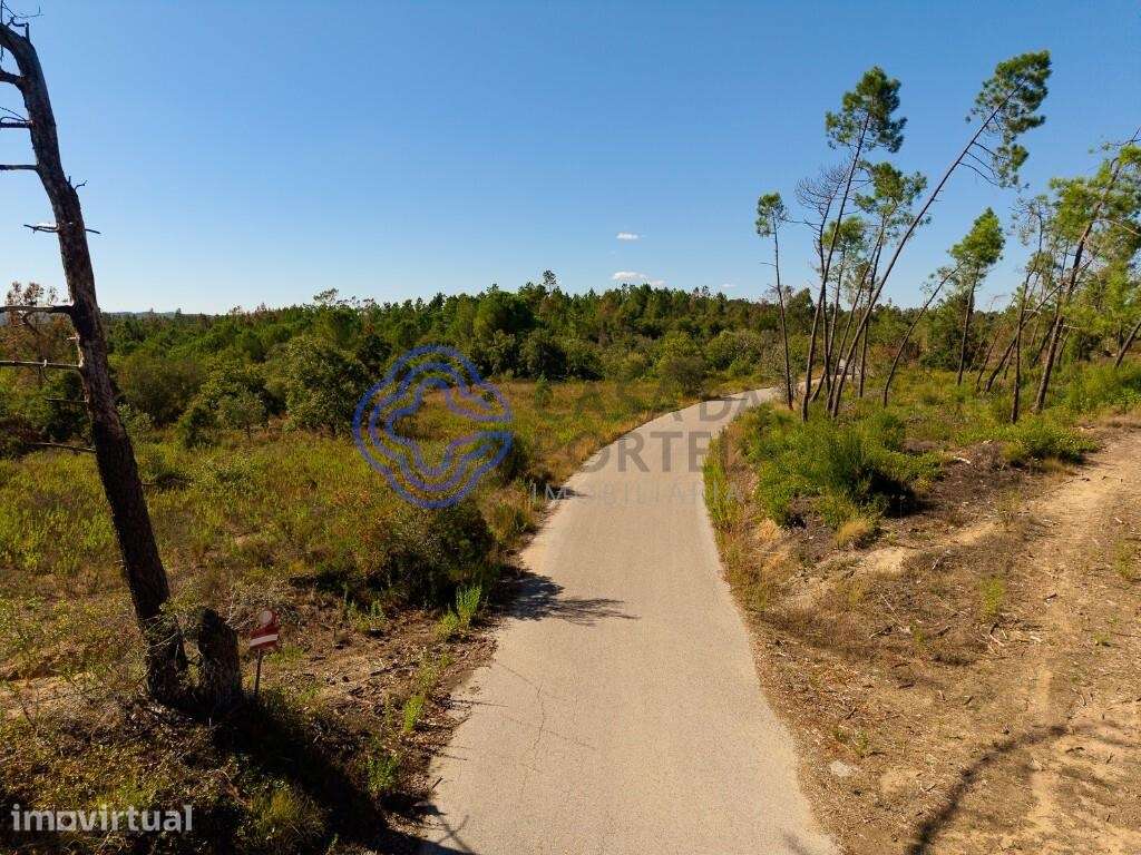 Terreno Florestal 7.120 m2 com Pinheiros, Eucaliptos e Sobreiros – Tom - Grande imagem: 4/31