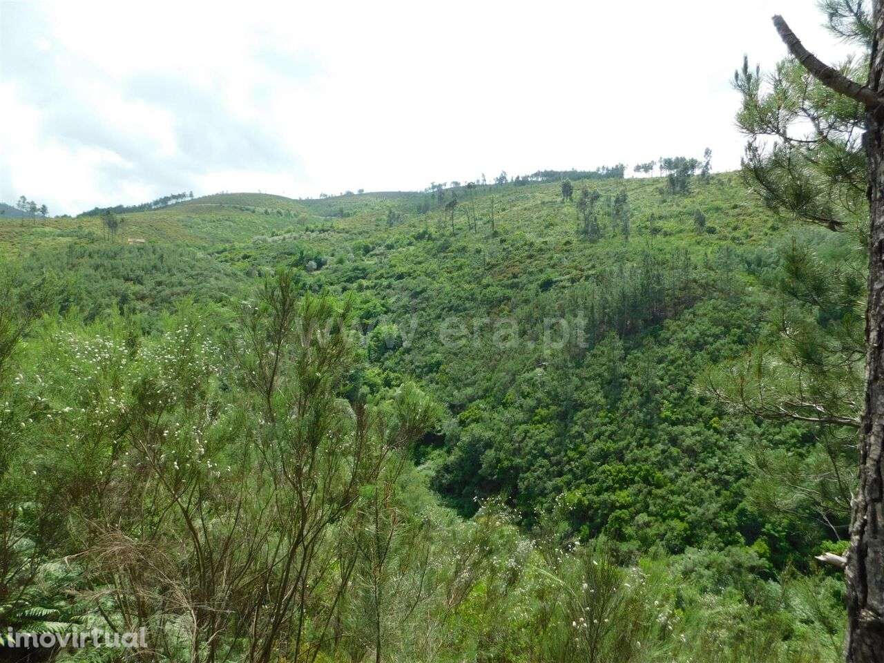 Terreno / Seia, Sazes da Beira - Grande imagem: 2/19