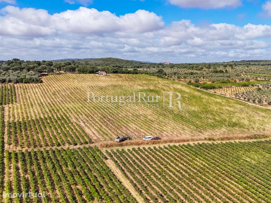 Quinta de 6,9 ha com vinha em produção, Borba - Grande imagem: 5/50