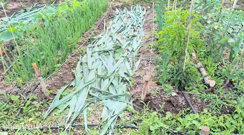 Terreno Agrícola Horta e Vinhas 1800m2 - Grande imagem: 5/9