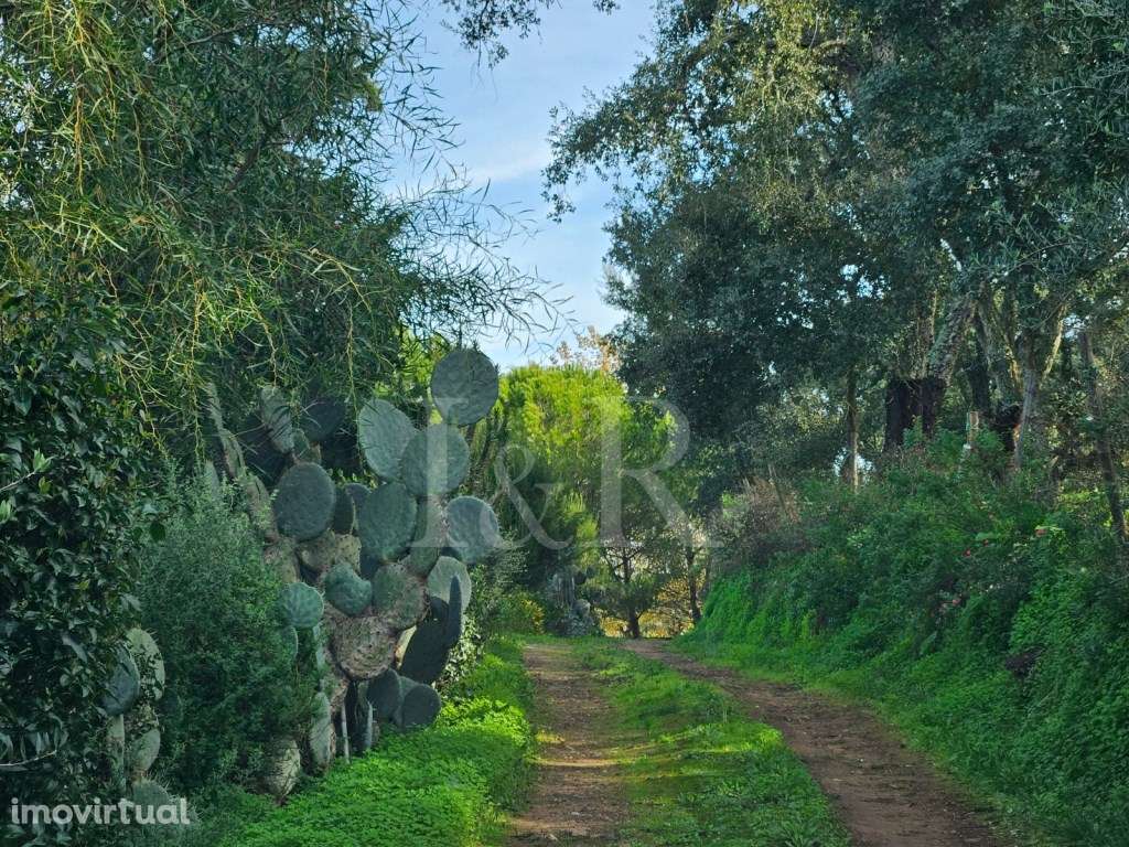 Monte alentejano com moradia T10 e piscina em Montemor-o-Novo, Évora - Grande imagem: 5/60