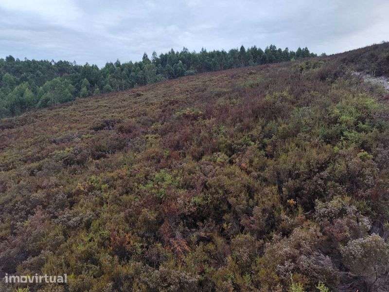 Terreno Florestal (Sobreira Paredes) - Grande imagem: 4/6