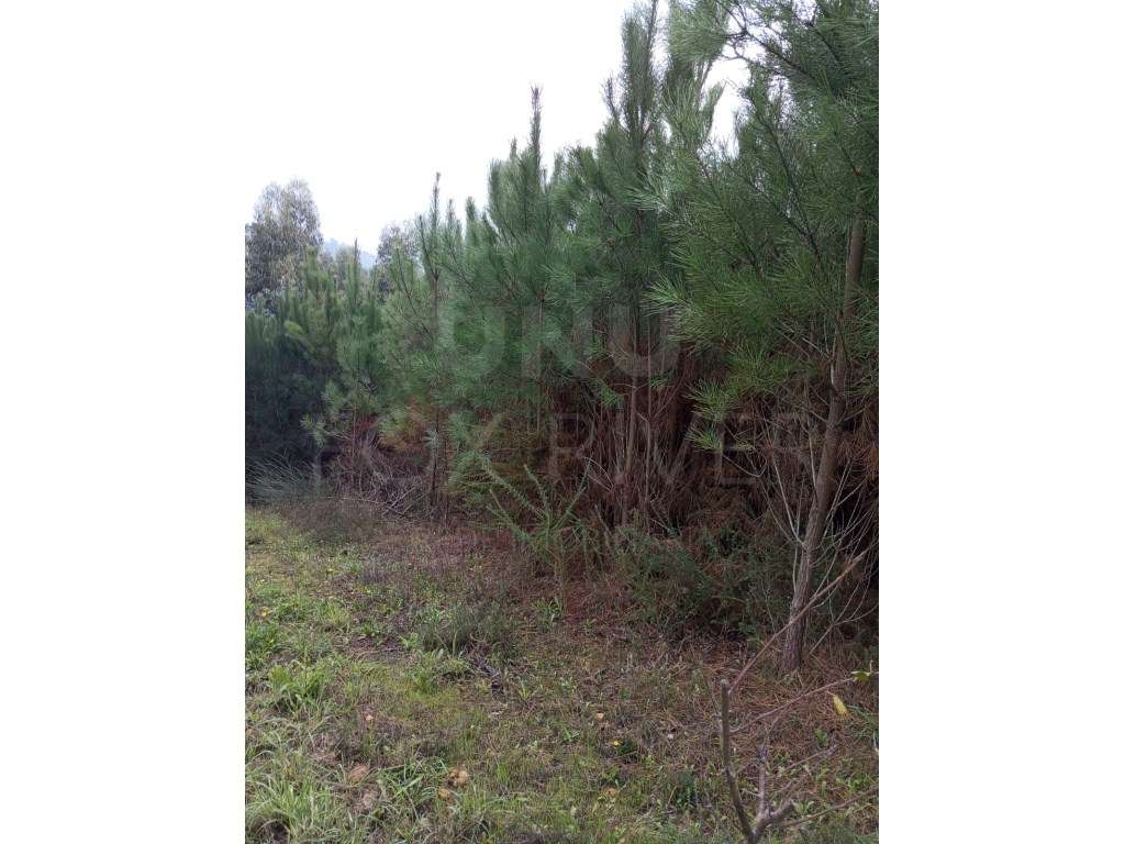 Terreno para construção Bela, Monção - Grande imagem: 5/10