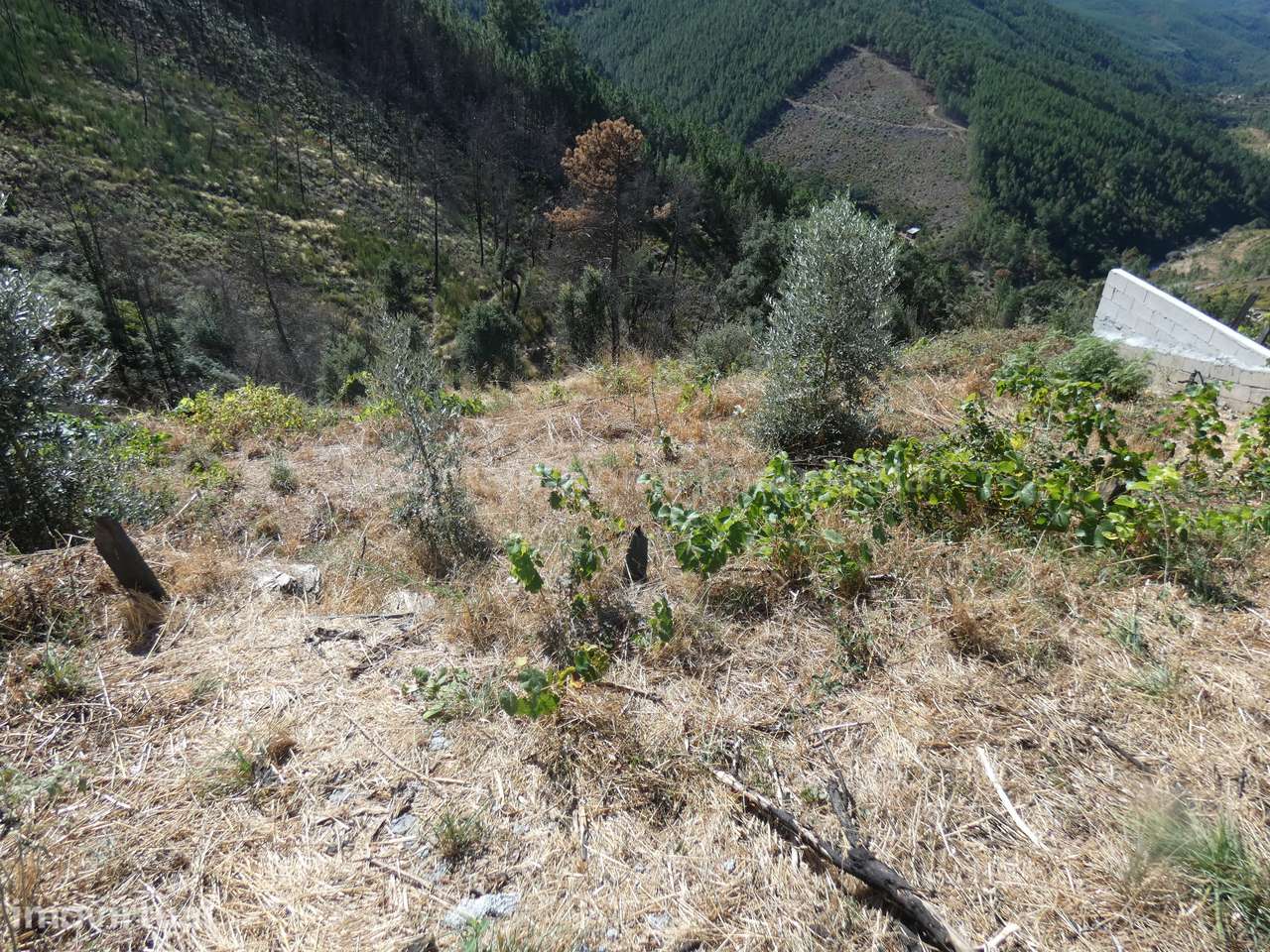 Terreno Para Construção  Venda em Seia, São Romão e Lapa dos Dinheiros - Grande imagem: 3/8