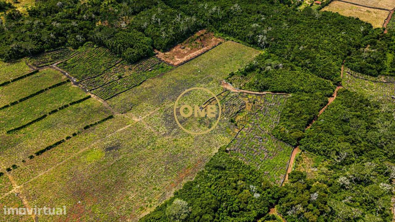 Terreno com vinha à venda na ilha do Pico - Grande imagem: 5/8