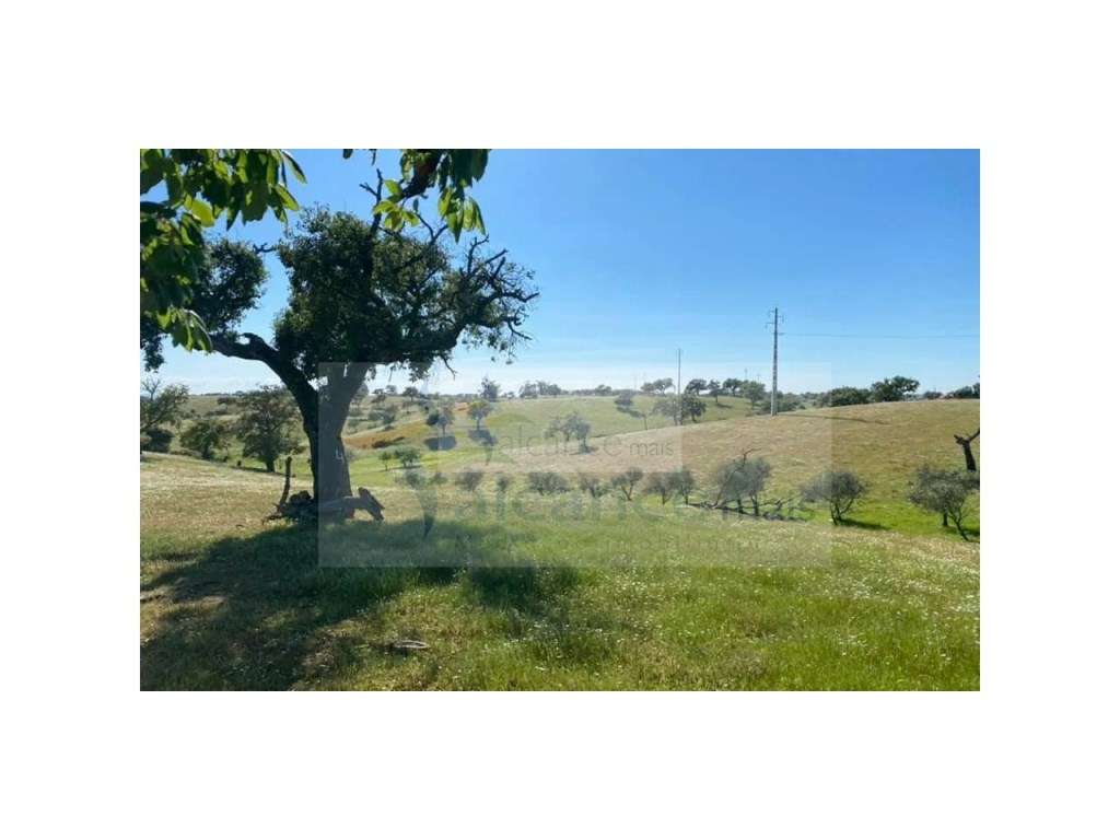 Propriedade com 6,625 hectares em Serpa / Baixo Alentejo - Grande imagem: 2/15