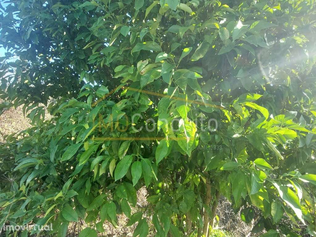 Terreno Rústico - Tomar | 960m2 de Natureza - Grande imagem: 4/18