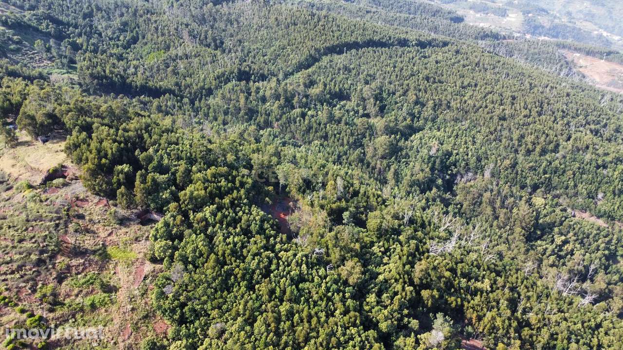 Terreno agrícola - Gaula, Santa Cruz - Ilha da Madeira - Grande imagem: 2/11