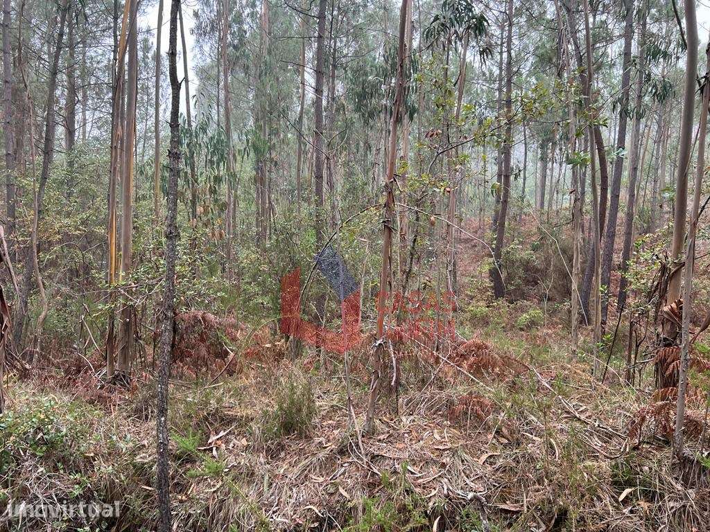 Terreno florestal com 3.000m2 perto do IEJ do Juncal. - Grande imagem: 3/6