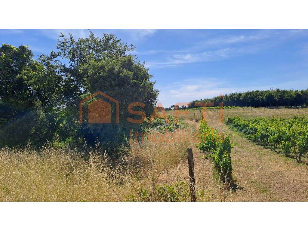 Terreno agrícola com 5870 m2 e forte potencial vitivinícola em São ... - Grande imagem: 2/16