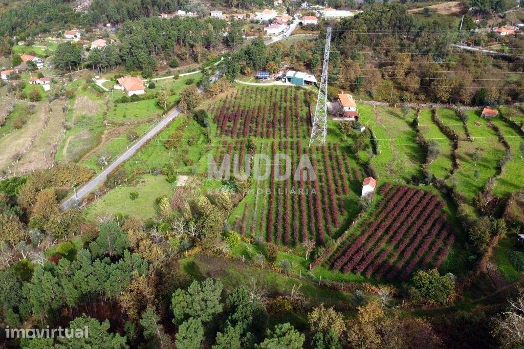 Cultive o seu futuro no coração de Cinfães – Viseu - Grande imagem: 4/21