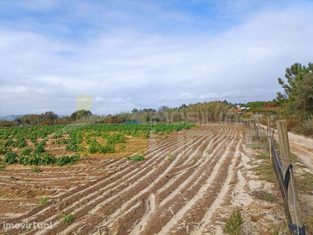 Terreno com 26.600m2 em Aveiras De Cima- Azambuja - Grande imagem: 4/13