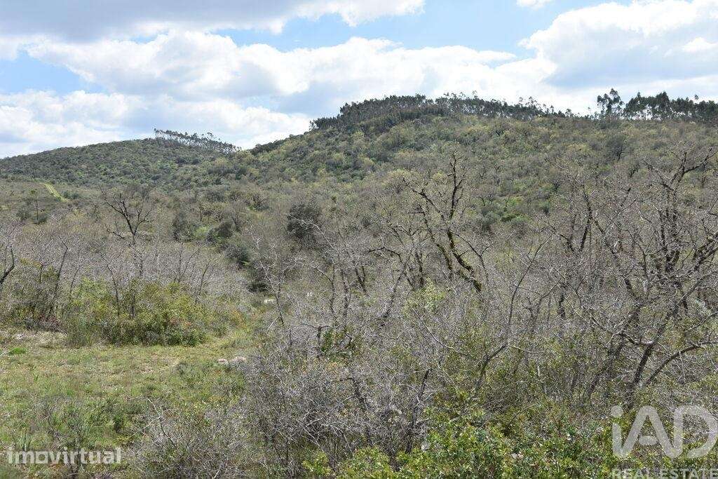 Terreno Agrícola em Chãos - Grande imagem: 2/18