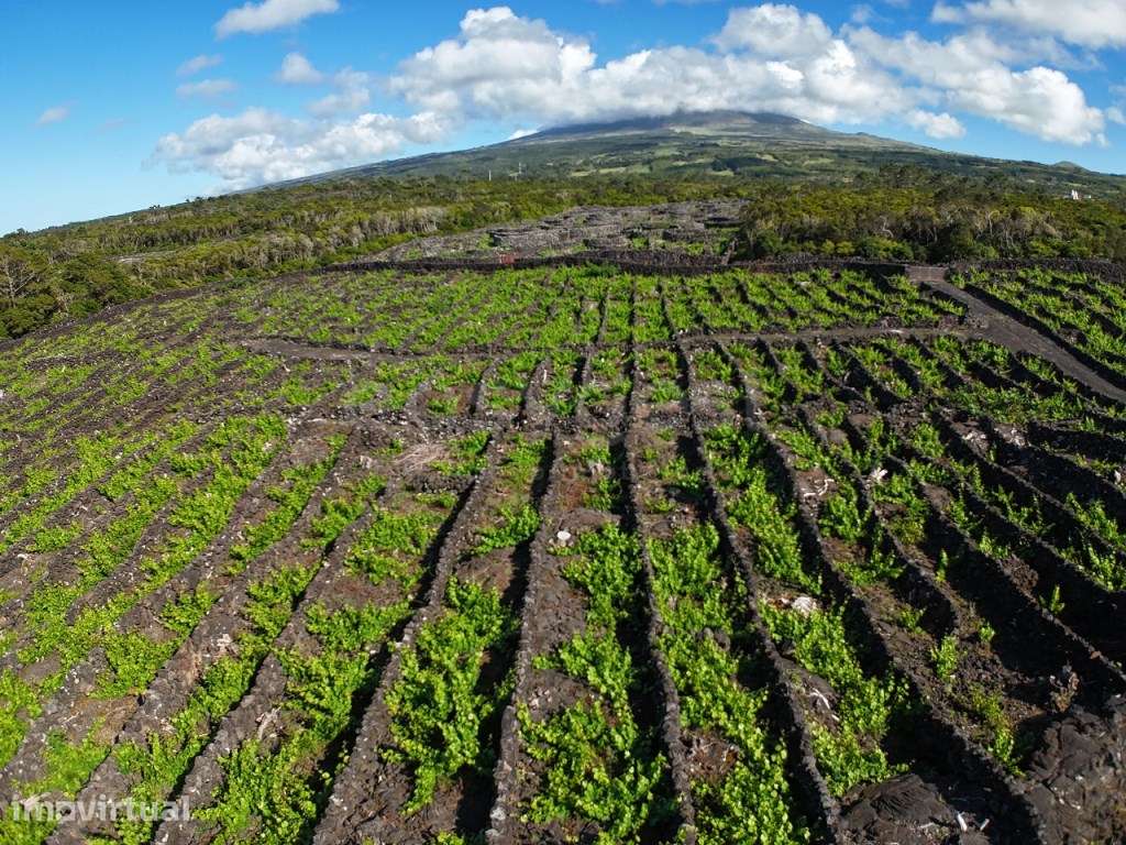 Terreno com Vinha de Verdelho do Pico Bandeiras, Madalena - Grande imagem: 4/15