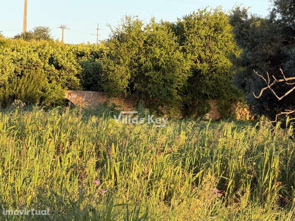 Terreno rústico com terra fértil para agricultura, tanque,nora,bons... - Grande imagem: 2/21